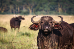 African-Buffalo