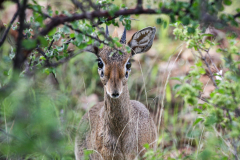 Dik-Dik