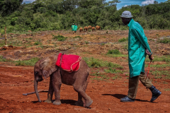 Herd-and-Elephant