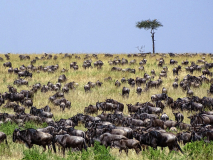 Migration