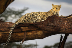 Resting-Time