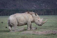 Rhino