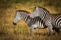 Zebras