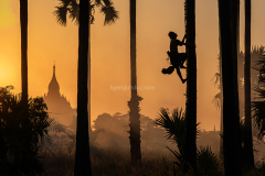 Suinset-climbing-
